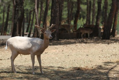 Türkiye'nin İlk Safari Parkına Büyük İlgi