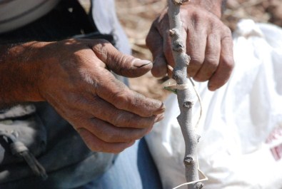 Batman'da Fıstık Yetiştiriciliği