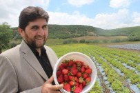 Derbent'te Organik Çilek Çiftçinin Yüzünü Güldürdü
