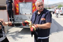 Erzincan'da Yılan Korkusu