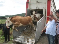 SÜT ÜRETİMİ - Niksarlı Süt Üreticilerine Hayvan Desteği
