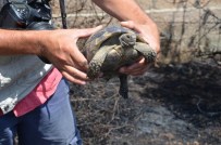 YALıKAVAK - Kaplumbağayı İtfaiye Eri Kurtardı