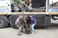 Diyadin'de Fidan Dikim Çalışmaları