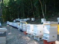 ORGANİK BAL - Gümelide Organik Bal Üretimi