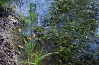 SU KANALI - Köyceğiz'de Kuyruklu Su Kaplumbağaları Ölüyor