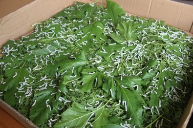 Samsun'da İpek Böcekçiliği Yeniden Canlanacak