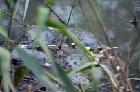 SU KANALI - Su Kaplumbağaları Ölüyor