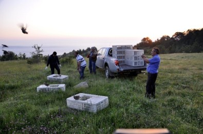Afyonkarahisar'da 750 'Kınalı Keklik' Doğaya Salındı
