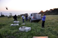 Afyonkarahisar'da 750 'Kınalı Keklik' Doğaya Salındı