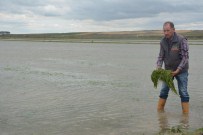 BALABANCıK - İpsala'da Yağan Dolu Ekili Alanlara Zarar Verdi
