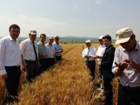 ZEKERIYA SARıKOCA - Malkara'da Tarla Günü Etkinliği