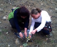 SANDRAS DAĞI - Muğla Ve Aydın'ın Endemik Bitki Haritası Çıkarılıyor