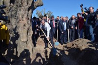 Asırlık Zeytinler EXPO'da Hayat Buldu