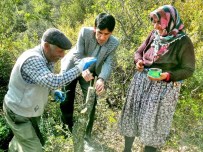 MUSTAFA DEĞIRMENCI - Bucak'ta 40 Dekar Alanda 16 Bin Yabani Zeytin Ağacı Aşılandı