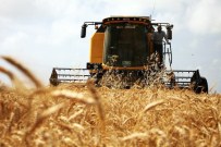 Buğday Üreticisi Sürümden Kazandı