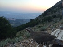 Somalı Avcılar Doğaya Keklik Saldı