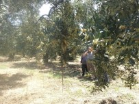 BERAT KANDILI - Ağaca Dolanan Yılan Korkuttu.