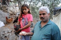 'Çilli' Kümesin Sultanı