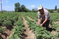 SU TAŞKINI - Edirne'de Tarlalar Kumla Kaplanınca, Üreticiler Alternatif Ürünlere Yöneldi