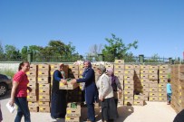 ERMENEK - Karaman'da Sebze Kurutma Projesi Kapsamında 160 Bin Fide Dağıtıldı