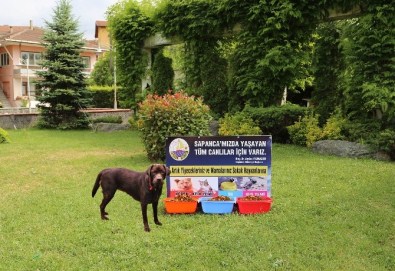 Sapanca'da Artık Onlar İçinde Bir Kap Yemek Ve Su Var