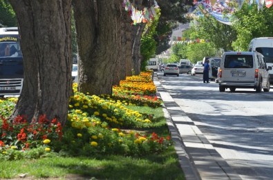 Tatvan Çiçeklerle Renkleniyor