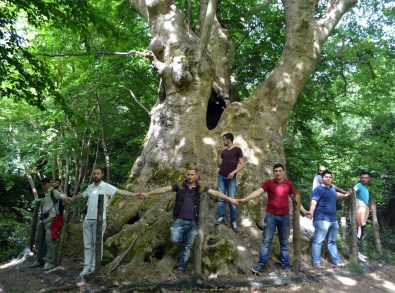 Yalova'daki 800 Yaşındaki Çınar Turistlerin Gözdesi