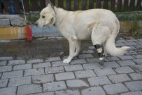 SOKAK KÖPEĞİ - Yardım Kampanyası Sokak Köpeğine Protez Ayak Oldu