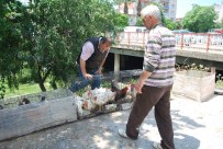 BURUN KANAMASI - Hekimler'den Yazlıkçılara 'Tavuk' Tavsiyesi