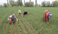 ÇALIŞAN KADIN - Mevsimlik Tarım İşçilerine Tarım, Beslenme Ve Bebek Bakımı Eğitimi
