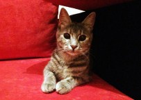 APRON - Sabiha Gökçen Havalimanı'nda Kayıp Kedi