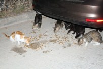 Sokak Hayvanlarının Annesi Oldu