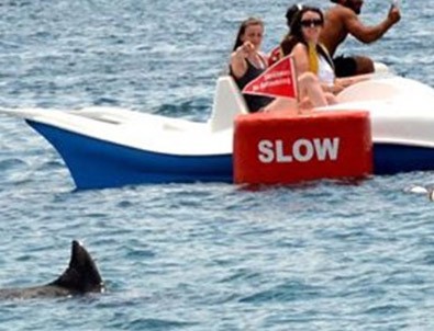 Yunus köpek balığı sanılınca...