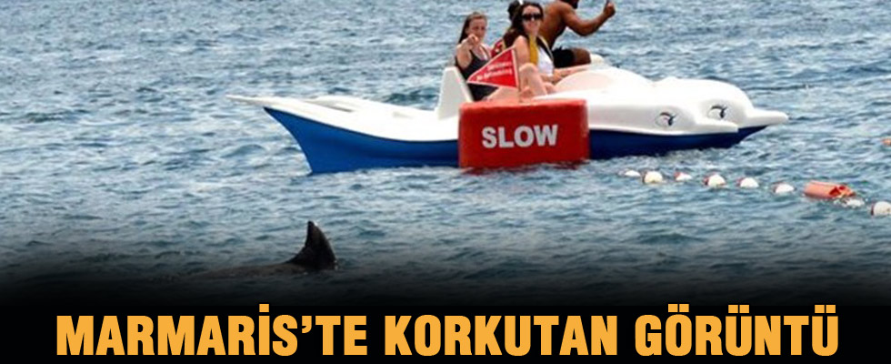 Yunus köpek balığı sanılınca...