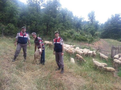 Bursa'da Küçükbaş Hayvan Hırsızlığı