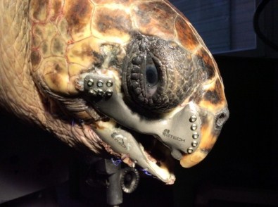 Caretta Carettaya '3D Çene Protezi' Ödül Getirdi