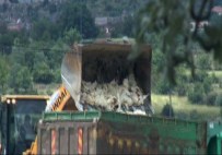 KUŞ GRIBI - Kayseri'de Kuş Gribi Şüphesi