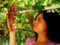 BEKIR YıLMAZ - Sarıgöl'de Haziran Ayında Üzüm Yetiştirildi