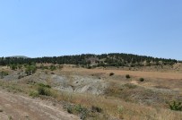 DOĞAL YAŞAM ALANI - Sokak Hayvanları İçin Doğal Yaşam Alanı Oluşturulacak