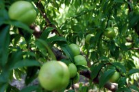 'Bayramiç Beyazı' Üreticinin Yüzünü Güldürdü