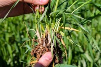 KOÇAŞ - Hububat Tarlalarında Süne Mücadelesi