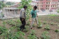 SEBZE ÜRETİMİ - Kavak'ta Örnek Sebze Bahçesi