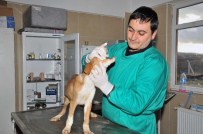 HAYVAN SEVERLER - Mamak'ta Sokak Hayvanları Rehabilite Ediliyor