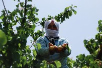 Salihli'de Kayısı Üreticisinin Yüzü Gülmedi