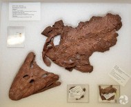 FOSİL - 375 milyon yıllık balık fosili sergiye konuldu