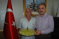 İNTEPE - Antep Fıstığında Sezonun İlk Hasadı Yapıldı