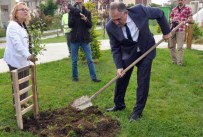 GÜVENLİ HAYAT - Bolu'da Parklara Meyve Ağaçları Dikiliyor