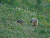 KAÇKARLAR - Kaçkarlar'da Ayı Ve Yavrusu