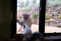 KOMEDYEN - Kedi Ve Aslan Karşı Karşıya Gelirse...