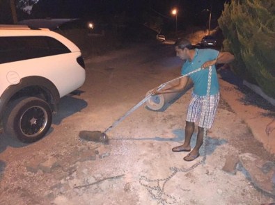 Marmaris'te Çukura Düşen Yavru Domuz Kurtarıldı